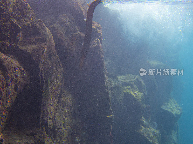 La Palma, Playa de los canajos的喇叭鱼(Aulostomus maculatus)， Cumbre Vieja火山爆发造成的浑浊的水，以及水中存在的火山灰。